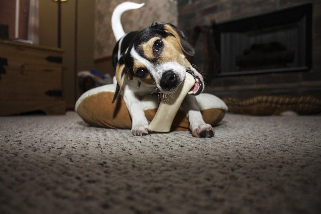 Pet